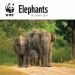WWF Elephants Wall Calendar 2024