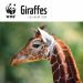 WWF Giraffes 2024 Calendar 240221