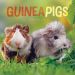 Guinea Pigs 2024 Mini Calendar 240501