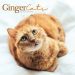 Ginger Cats 2024 Calendar 240589