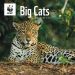 WWF Big Cats Wall Calendar 2025