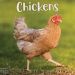 Chickens Wall Calendar 2024 by Avonside publishing 240619
