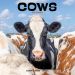 Cows 2024 Calendar 240622