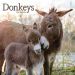 Donkeys 2024 Calendar 240624
