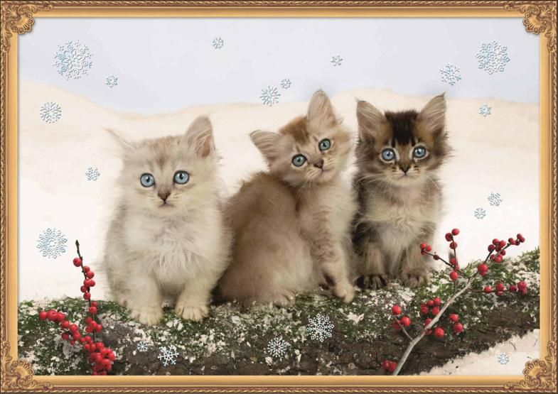 Coppenrath Kittens in the Snow Traditional Advent Calendar 71578