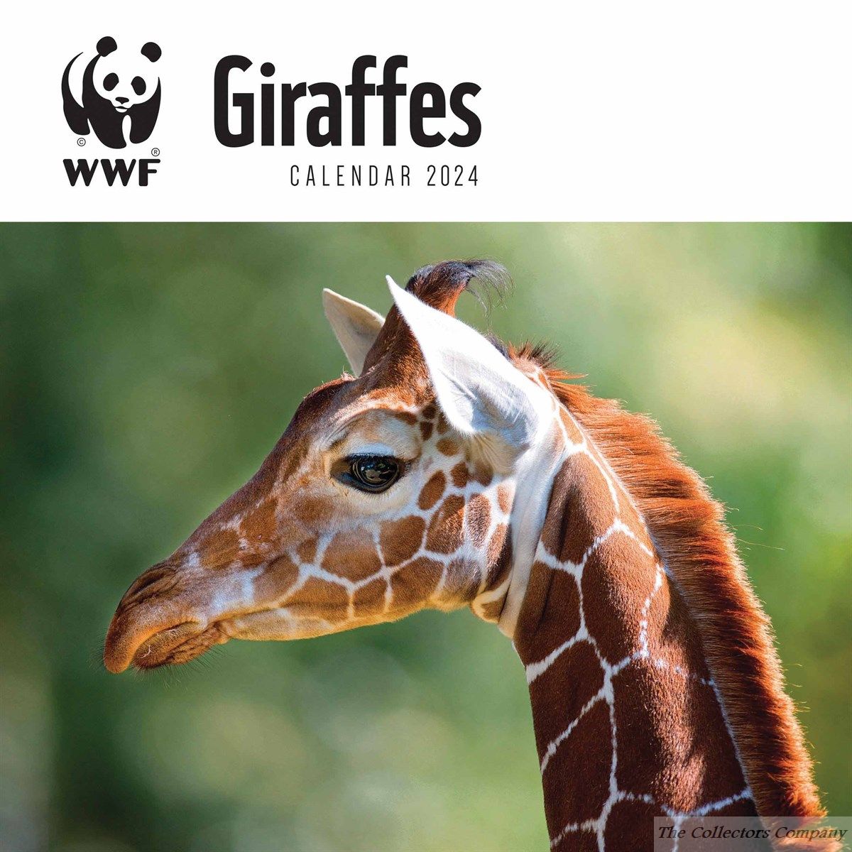 WWF Giraffes 2024 Calendar 240221