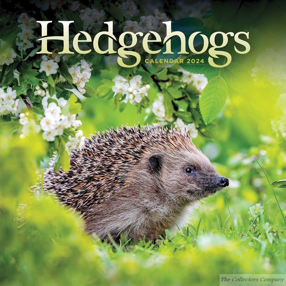 Hedgehogs 2024 Wall Calendar 240499