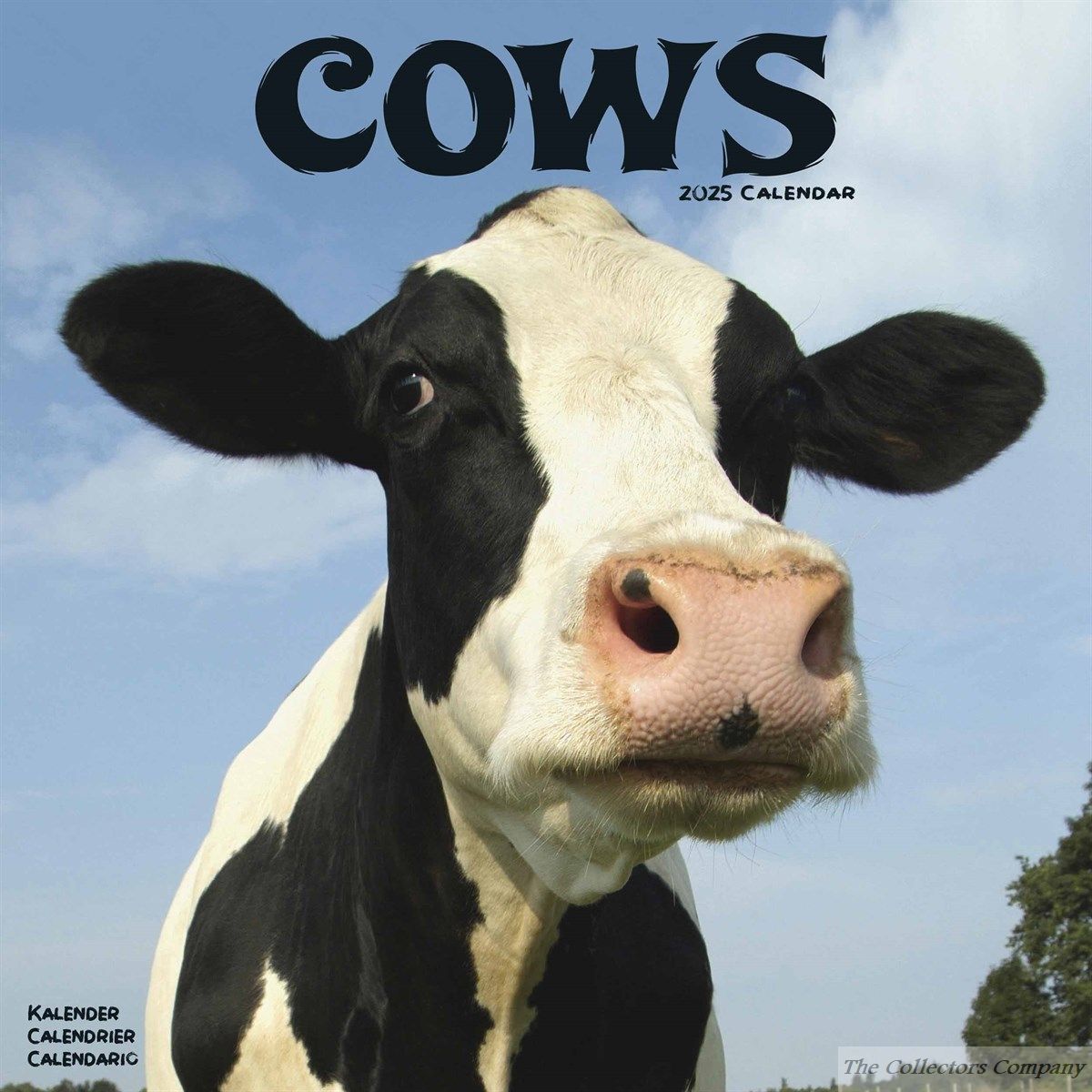 Cows Wall Calendar 2025