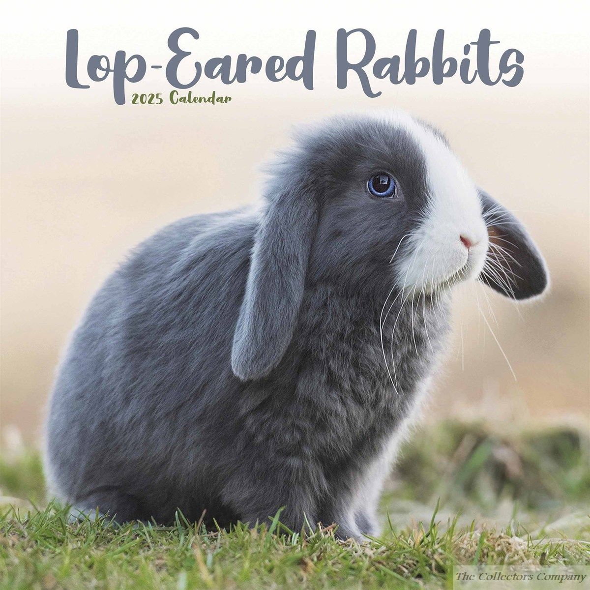 Lop-Eared Rabbits Calendar 2025