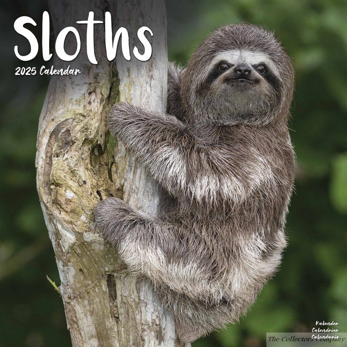 Sloths Wall Calendar 2025