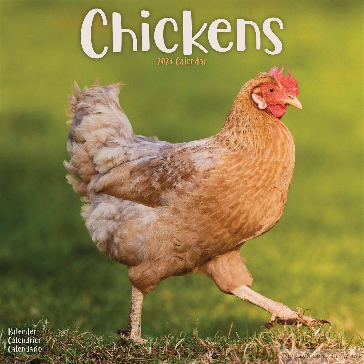 Chickens Wall Calendar 2024 by Avonside publishing 240619