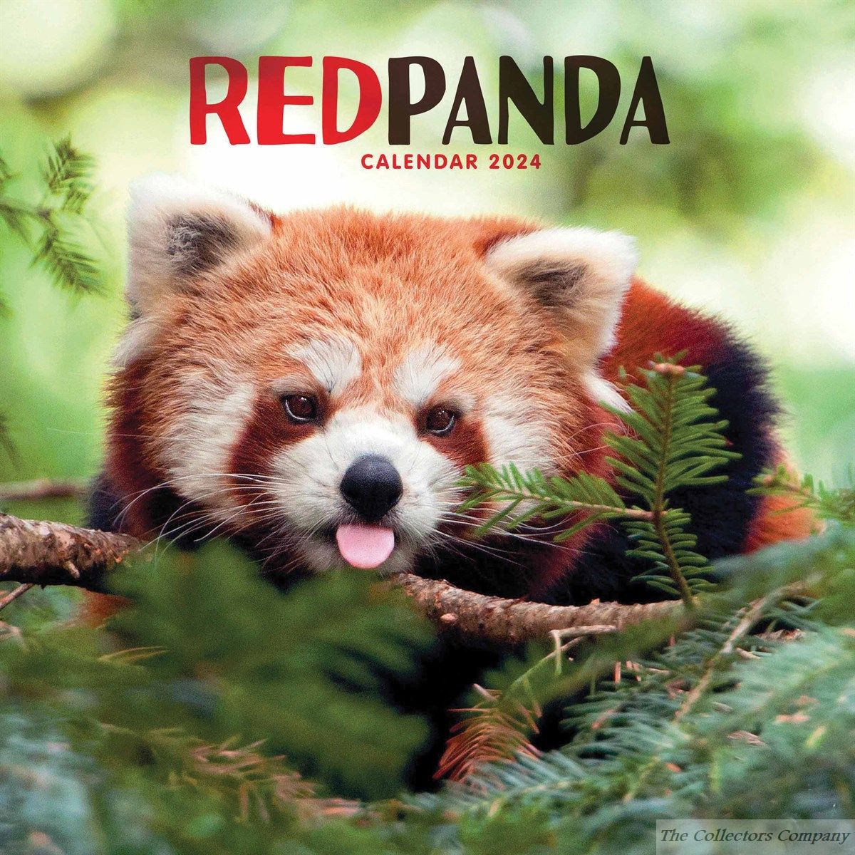 Red Pandas Calendar 2024 by Carousel Calendars 240599