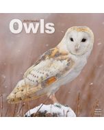 Owls 2024 Calendar 240648