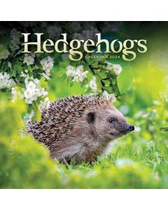 Hedgehogs 2024 Wall Calendar 240499