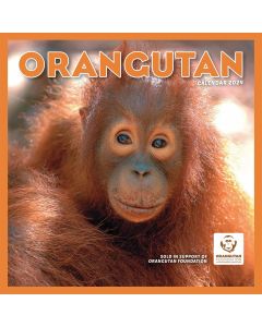 Orangutan Calendar 2024 by Carousel Calendars 240601