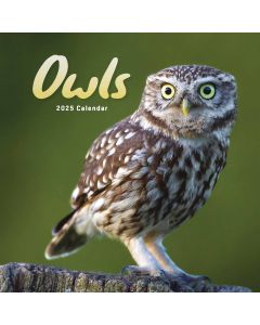 Owls Mini Calendar 2025,