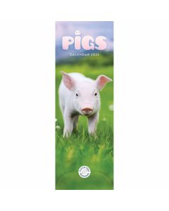 Pigs Slim Calendar 2024 