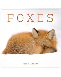 Foxes Wall Calendar 2025