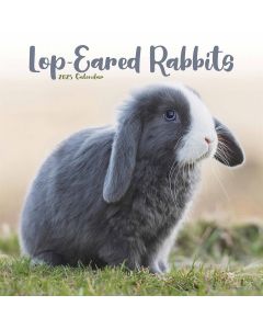 Lop-Eared Rabbits 2024 Calendar 240644