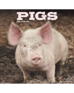 Pigs Calendar 2025
