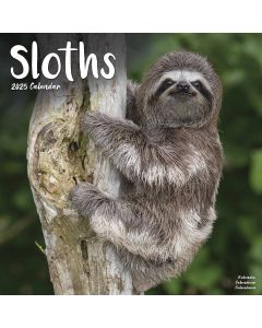 Sloths Wall Calendar 2025
