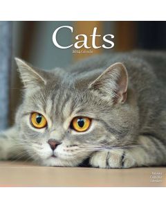 Cats Wall Calendar 2023 by Avonside Publishing 230677