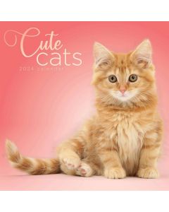 Cute Cats Wall Calendar 2024