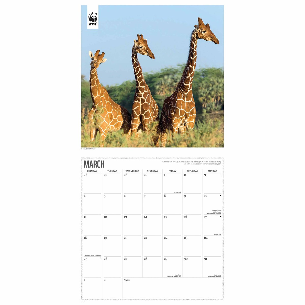 Are Giraffes Endangered 2024 Calendar - Josy Odilia