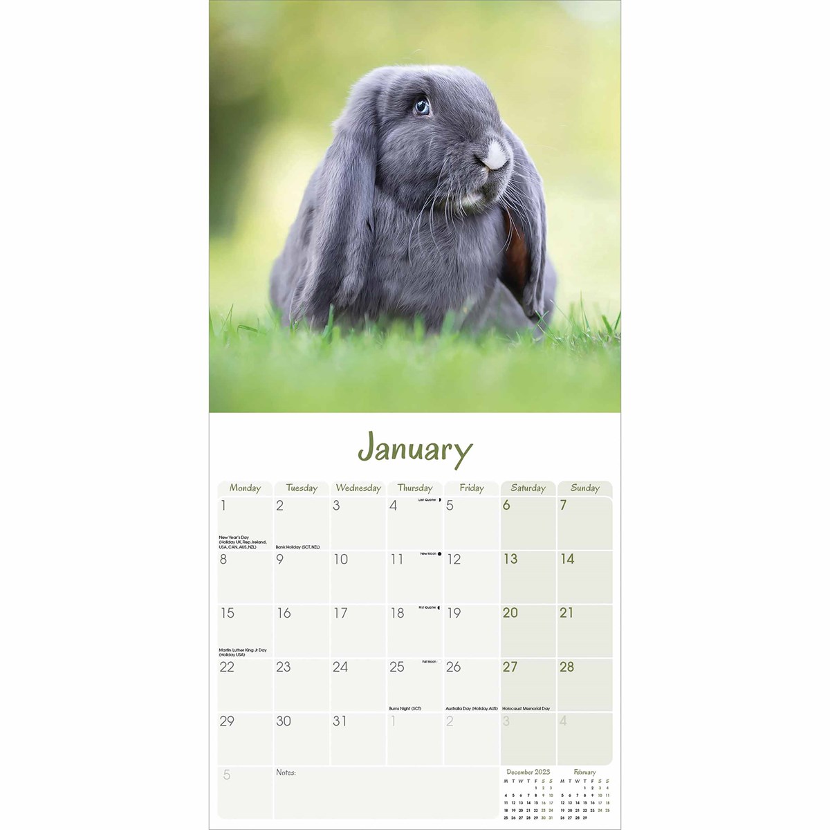 LopEared Rabbits Wall Calendar 2024 by Avonside Publishing 240644